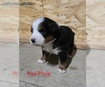 Small #2 Bernese Mountain Dog