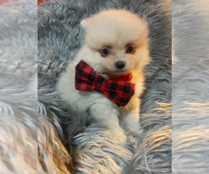 Pomeranian Puppy for sale in NORMAN, OK, USA