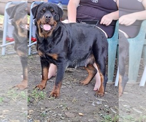 Mother of the Rottweiler puppies born on 07/08/2022