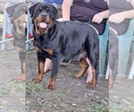 Small Photo #1 Rottweiler Puppy For Sale in LISBON, OH, USA