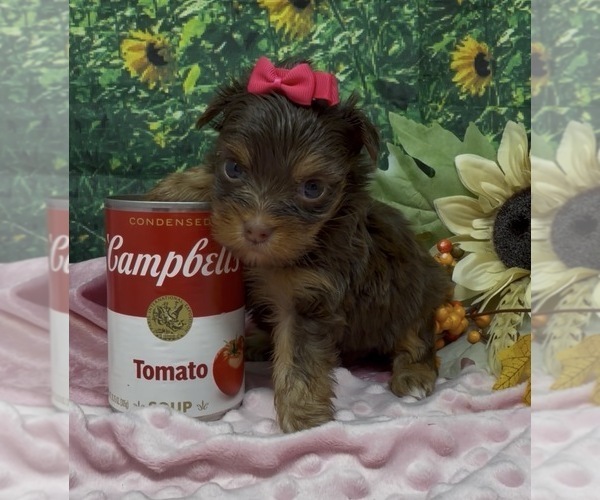 Medium Photo #15 Shorkie Tzu Puppy For Sale in SELLERSBURG, IN, USA