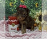 Puppy 3 Shorkie Tzu