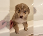 Small Photo #1 Australian Shepherd Puppy For Sale in BREINIGSVILLE, PA, USA