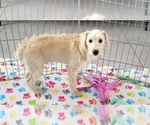 Small #6 Schnoodle (Miniature)