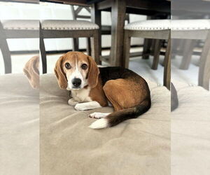 Mutt Dogs for adoption in Shelburne, VT, USA