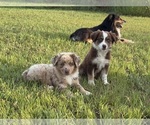 Small #4 Australian Shepherd