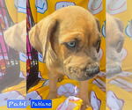 Small #1 Catahoula Leopard Dog Mix