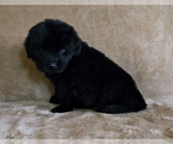 Medium Photo #2 Newfoundland Puppy For Sale in CAMBRIDGE, NE, USA