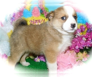Shollie Puppy for sale in HAMMOND, IN, USA
