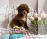 Small #14 Goldendoodle (Miniature)