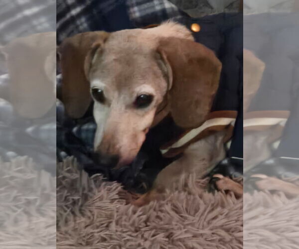 Medium Photo #1 Dachshund Puppy For Sale in Fruitland, SC, USA