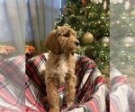 Puppy 9 Irish Doodle-Poodle (Standard) Mix
