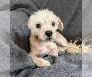 Poodle (Miniature) Dogs for adoption in Albuquerque, NM, USA