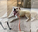 Small #7 American Pit Bull Terrier Mix