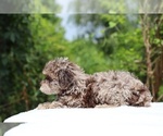Small #2 ShihPoo