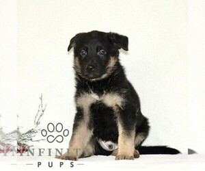 German Shepherd Dog Puppy for sale in PARADISE, PA, USA