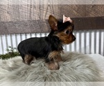 Small #4 Yorkshire Terrier