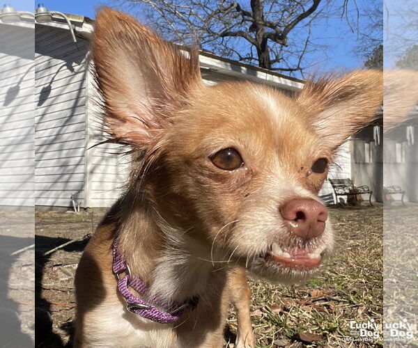 Medium Photo #6 Chihuahua-Unknown Mix Puppy For Sale in Washington, DC, USA