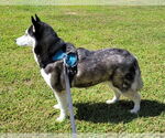 Small #2 Siberian Husky
