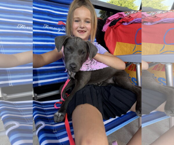 Medium Photo #2 Mutt Puppy For Sale in The Woodlands, TX, USA