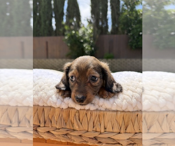 Medium Photo #7 Dachshund Puppy For Sale in NORTH HIGHLANDS, CA, USA