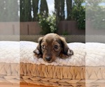 Small Photo #7 Dachshund Puppy For Sale in NORTH HIGHLANDS, CA, USA