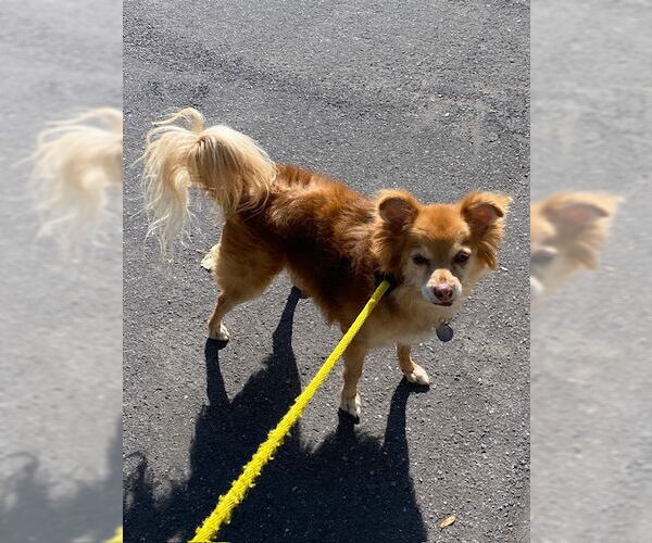 Medium Photo #4 Pomeranian-Unknown Mix Puppy For Sale in Sandy, UT, USA
