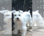 Small Photo #1 Schnauzer (Miniature) Puppy For Sale in CLEVER, MO, USA
