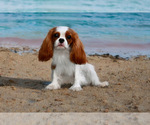 Image preview for Ad Listing. Nickname: Chloe