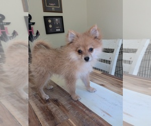 Pomeranian Puppy for sale in BREMERTON, WA, USA