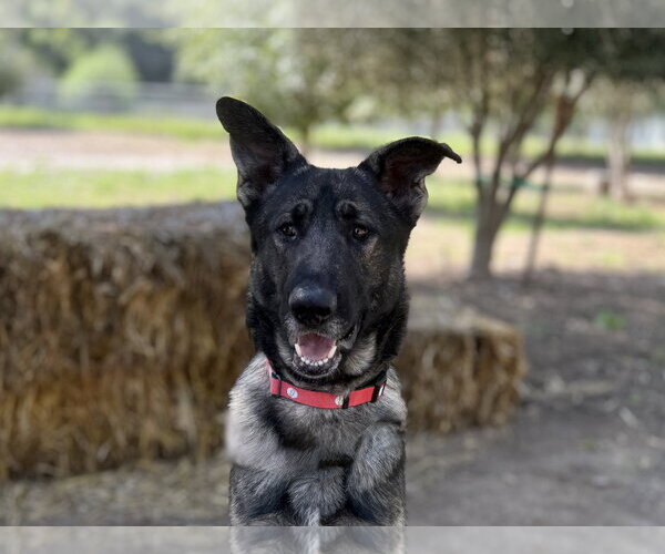 Medium Photo #1 German Shepherd Dog Puppy For Sale in San Diego, CA, USA