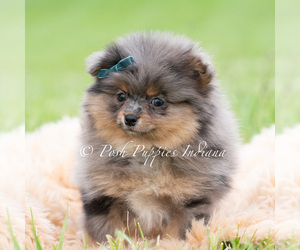 Medium Pomeranian
