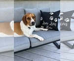 Small #1 Beagle Mix