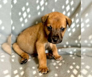 Rottweiler-Unknown Mix Dogs for adoption in OKLAHOMA CITY, OK, USA