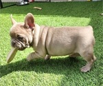 Small #4 French Bulldog