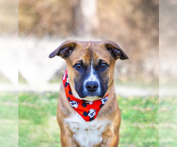 Medium Photo #13 Mutt Puppy For Sale in Unionville, PA, USA