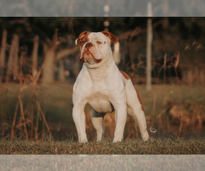 Mother of the Olde English Bulldogge puppies born on 12/24/2023