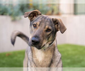 Chow Chow-German Shepherd Dog Mix Dogs for adoption in Pasadena, CA, USA