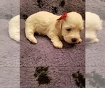 Small Photo #8 Coton de Tulear Puppy For Sale in DEATSVILLE, AL, USA