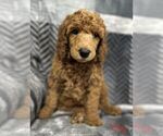 Small Photo #5 Poodle (Standard) Puppy For Sale in GARY, TX, USA