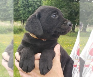 Medium Labrador Retriever