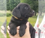 Puppy BLACK MALE Labrador Retriever