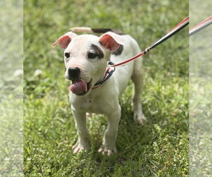 Boxer-Unknown Mix Dogs for adoption in Yardley, PA, USA