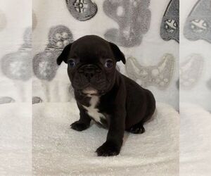 French Bulldog Puppy for sale in JOHNS ISLAND, SC, USA