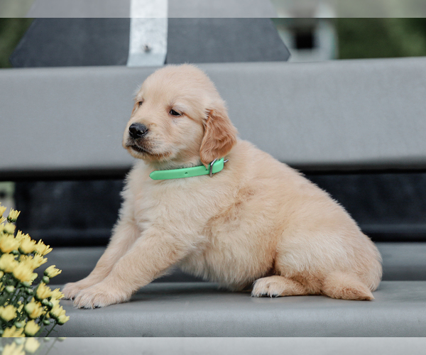 Medium Photo #4 Golden Retriever Puppy For Sale in LIBERTY, KY, USA