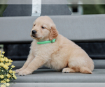 Small #3 Golden Retriever