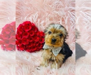 Yorkshire Terrier Puppy for sale in INDIANAPOLIS, IN, USA