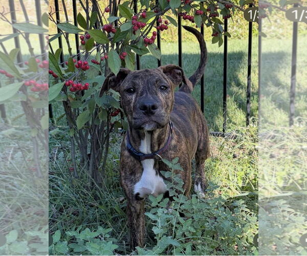 Medium Photo #9 Bulldog-Unknown Mix Puppy For Sale in Tarrytown, GA, USA