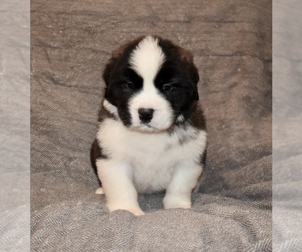 Medium Photo #29 Saint Bernard Puppy For Sale in CAMBRIDGE, NE, USA
