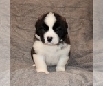 Small #28 Saint Bernard